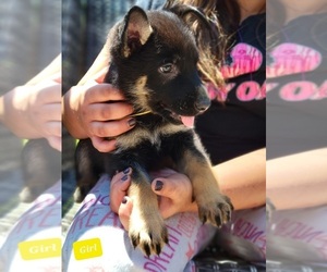 German Shepherd Dog Puppy for sale in SMITHTON, PA, USA