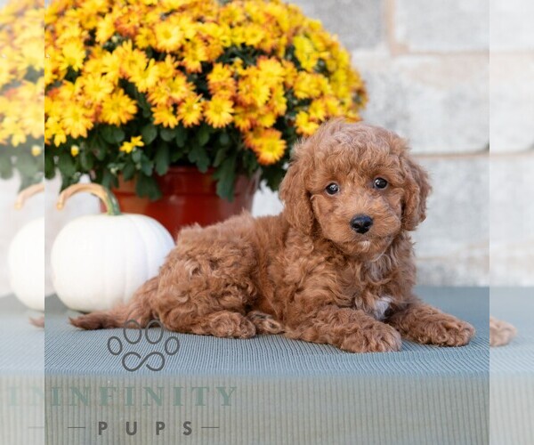 Medium Photo #4 Poodle (Miniature) Puppy For Sale in DORNSIFE, PA, USA