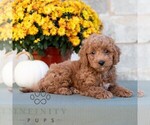 Lester - Male Poodle (Miniature) Puppy for Sale - Photo #4