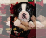 Puppy Ruby Boston Terrier