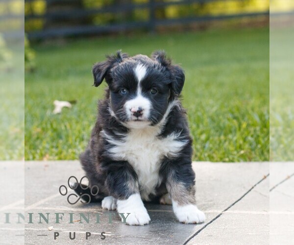 Medium Photo #1 Miniature Australian Shepherd Puppy For Sale in COATESVILLE, PA, USA