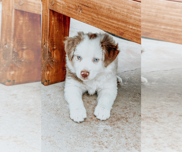 Medium Photo #1 Australian Shepherd Puppy For Sale in MINERAL WELLS, TX, USA
