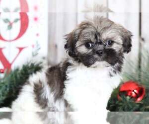 Shih Tzu Puppy for sale in MOUNT VERNON, OH, USA