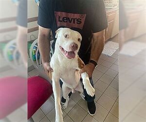 Spot - Male American Pit Bull Terrier Dog for Adoption - Photo #2