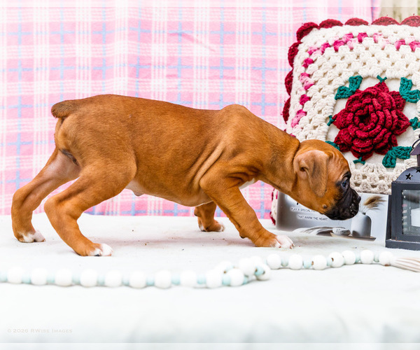 Medium Photo #10 Boxer Puppy For Sale in WAKARUSA, IN, USA