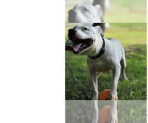 Spike - Male Mutt Dog for Adoption - Photo #7