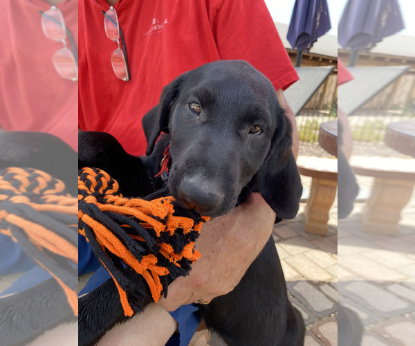 Medium Photo #5 Labrador Retriever Puppy For Sale in TUCSON, AZ, USA