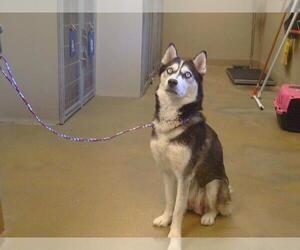 Siberian Husky Dogs for adoption in Sacramento, CA, USA
