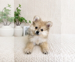 Image preview for Ad Listing. Nickname: Teddy