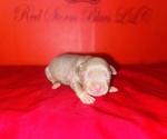 Small Photo #11 American Bully Puppy For Sale in TRENTON, NJ, USA
