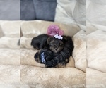 Small Photo #7 YorkiePoo Puppy For Sale in FENTON, MI, USA