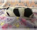Small Photo #21 Cocker Spaniel Puppy For Sale in MARTIN, GA, USA