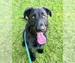 Small Wirehaired lab