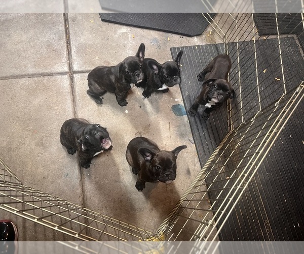 Medium Photo #25 French Bulldog Puppy For Sale in JOLIET, IL, USA