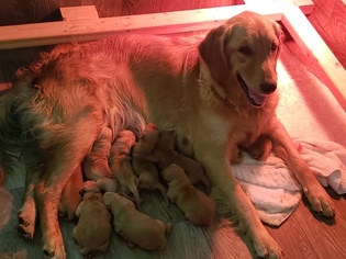 Mother of the Golden Retriever puppies born on 01/09/2019