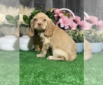Small #3 Cocker Spaniel