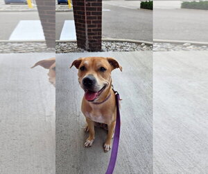 Linaria - Female Labrador Retriever-Unknown Mix Dog for Adoption - Photo #4