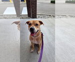 Small #3 Labrador Retriever Mix