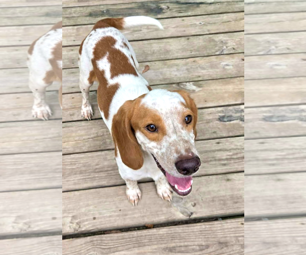 Medium Photo #1 Beagle Puppy For Sale in Murfreesboro, NC, USA