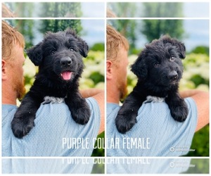 German Shepherd Dog Puppy for sale in GRANT, MI, USA
