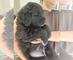 Small Photo #50 Aussiedoodle Puppy For Sale in LONGWOOD, FL, USA