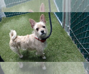 Mutt Dogs for adoption in Downey, CA, USA