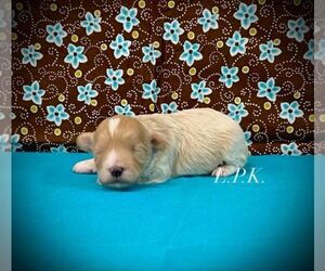 Maltipoo Puppy for sale in WINNSBORO, LA, USA