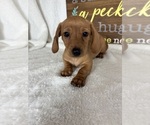 Dixie - Female Dachshund Puppy for Sale - Photo #3