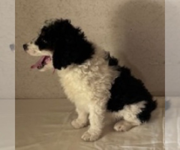 Medium Photo #2 Bernedoodle Puppy For Sale in FREDONIA, PA, USA