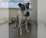 Small #7 Boxer Mix