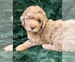 Small Photo #12 Miniature Bernedoodle Puppy For Sale in GREEN FOREST, AR, USA