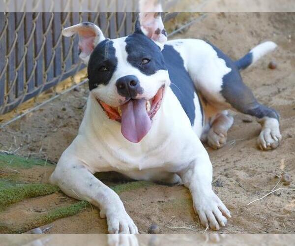 Medium Photo #2 American Staffordshire Terrier Puppy For Sale in Tallahassee, FL, USA