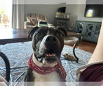 Small #2 Mutt