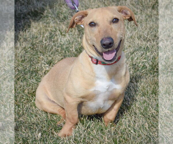 Medium Photo #3 Doxle Puppy For Sale in Huntley, IL, USA