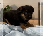 Small Photo #3 German Shepherd Dog Puppy For Sale in EDWARDSBURG, MI, USA