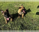 Small Photo #7 Belgian Malinois Puppy For Sale in GREENVILLE, NC, USA