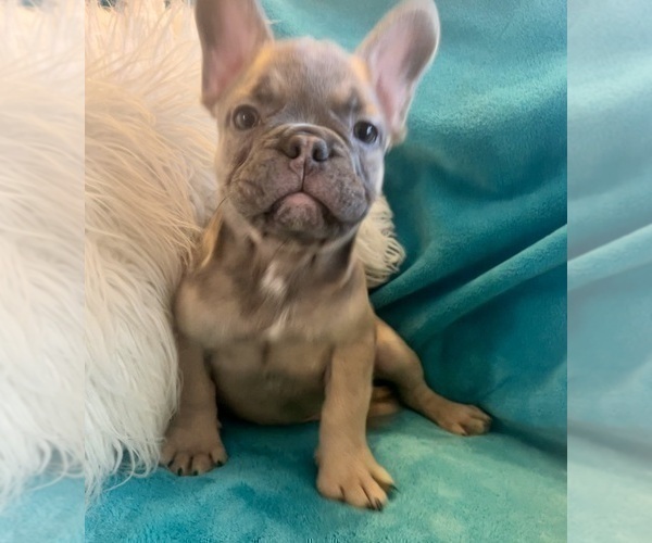 Medium Photo #6 French Bulldog Puppy For Sale in LAS VEGAS, NV, USA