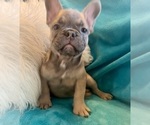 Small #5 French Bulldog