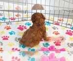 Small #3 Cavapoo (Miniature)-Poodle (Toy) Mix