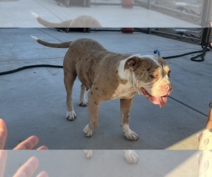 Mother of the Olde English Bulldogge puppies born on 01/23/2025