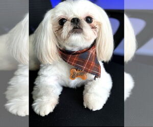 Shih Tzu Dogs for adoption in Weston, FL, USA