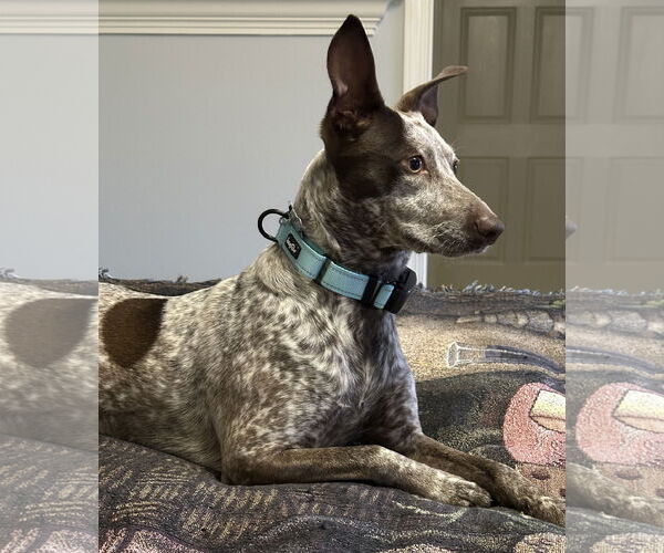 Medium Photo #2 Mutt Puppy For Sale in Harrisburg, PA, USA