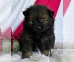 Small #3 Pomeranian