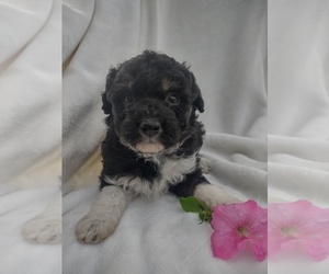 Wapoo Puppy for sale in SENECA FALLS, NY, USA