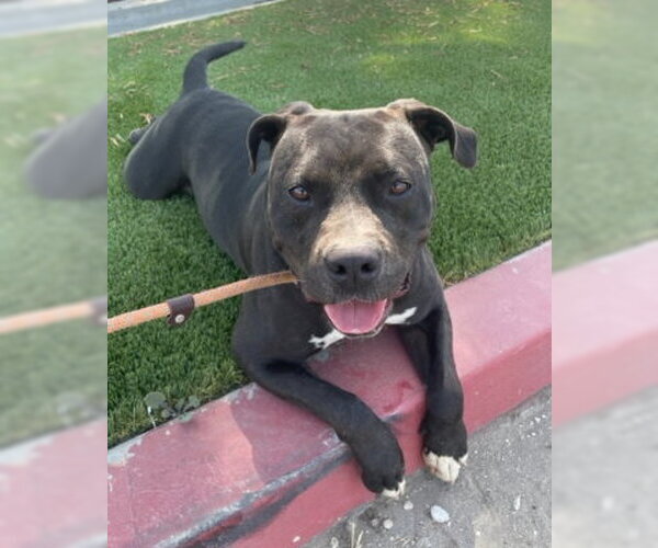 Medium Photo #9 American Bulldog-Unknown Mix Puppy For Sale in Ventura, CA, USA