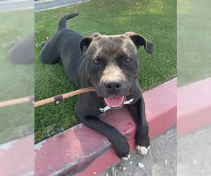 Maddie - Female American Bulldog-Unknown Mix Dog for Adoption - Photo #9