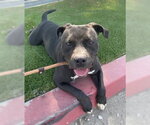 Small #8 American Bulldog Mix