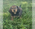 Small #1 Dachshund