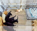 Small Photo #20 Goldador Doodle Puppy For Sale in GIBSONVILLE, NC, USA