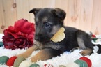 Small #3 German Shepherd Dog